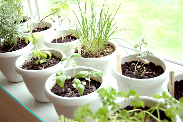Grow an Edible Herb Garden…Indoors!