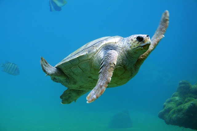 Explore the Many Exhibits at the New England Aquarium